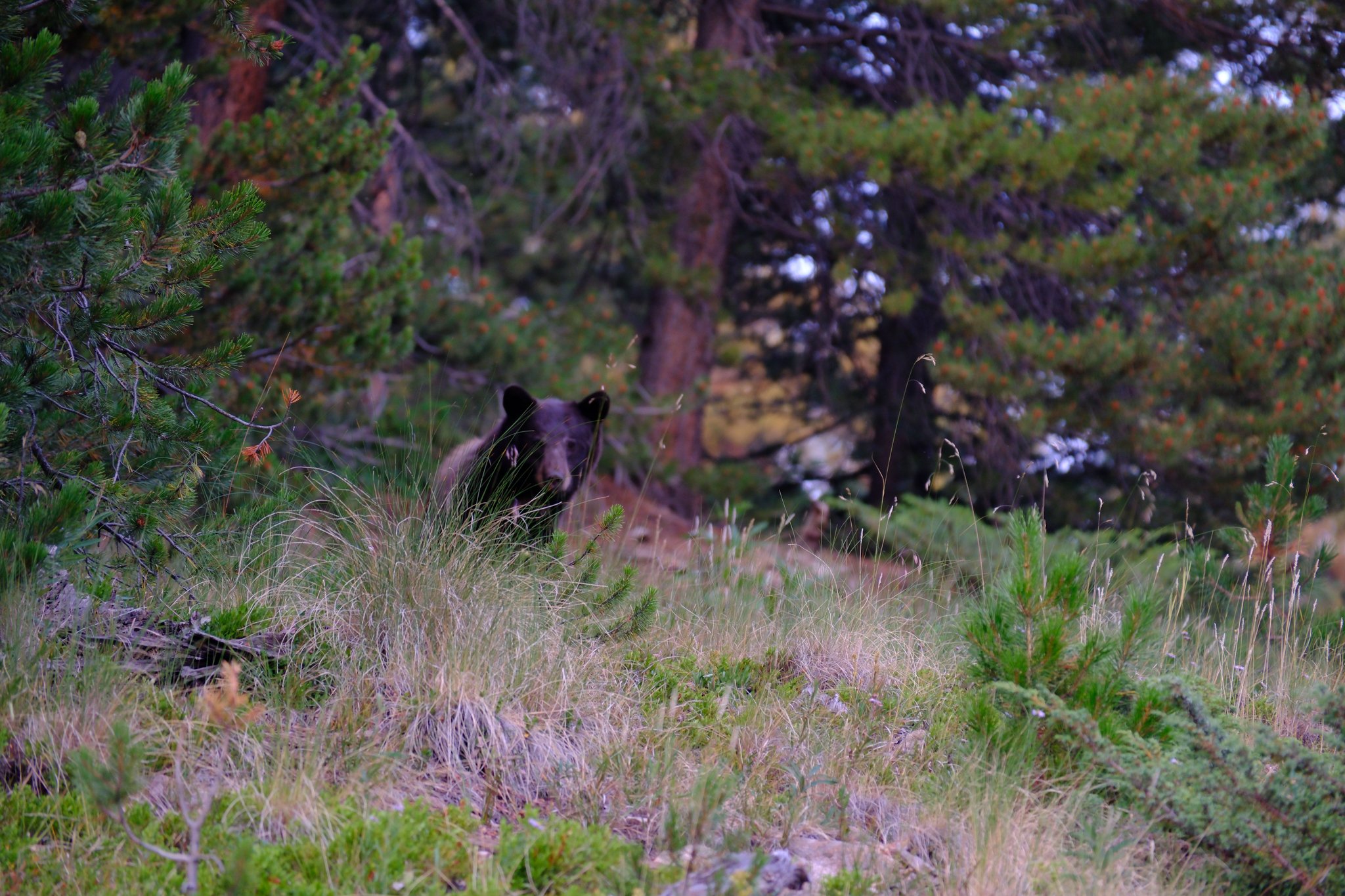 DSCF0145.jpg