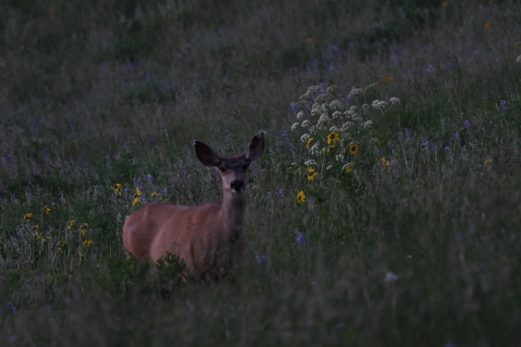 DSCF8661.jpg
