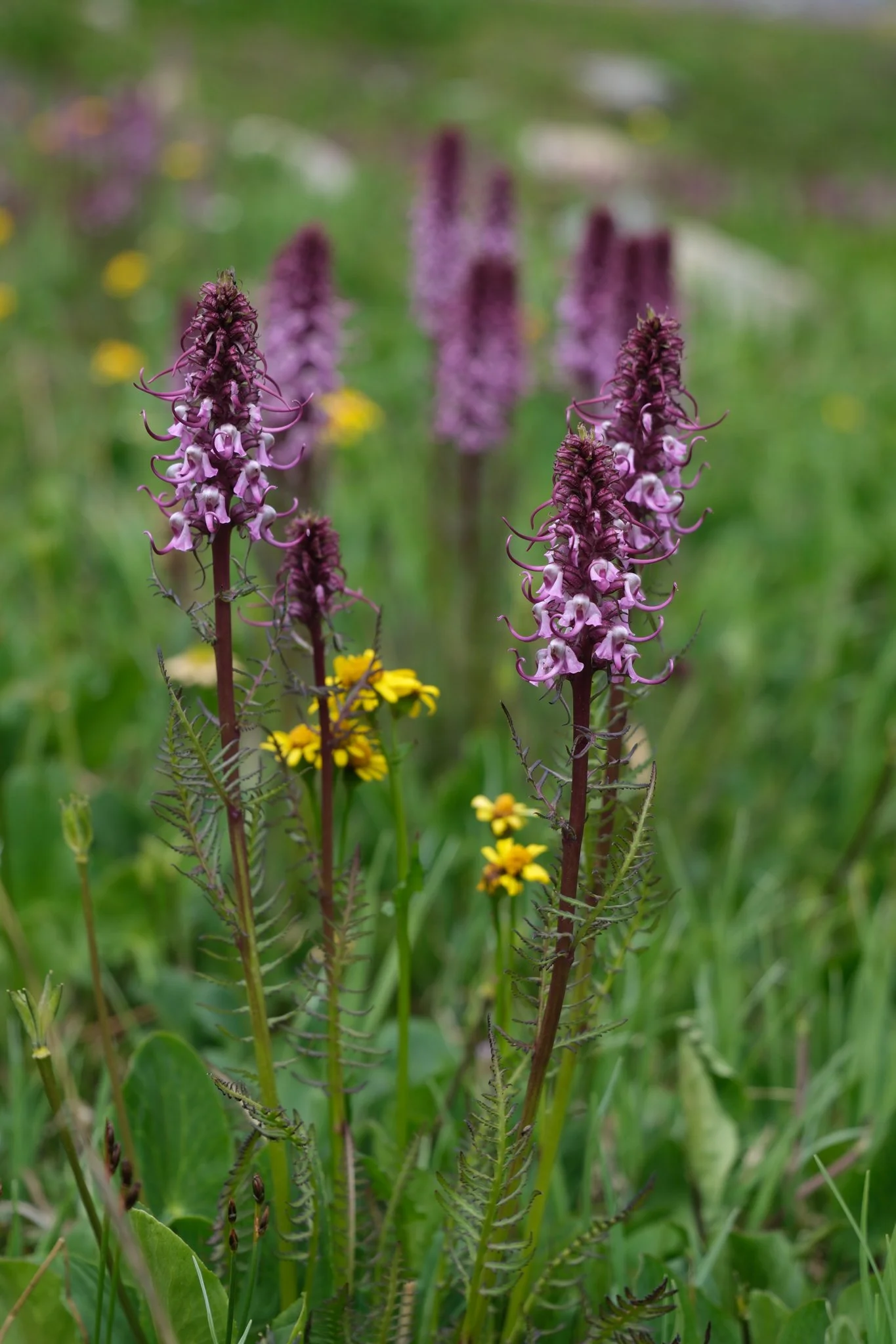 DSCF9749.jpg