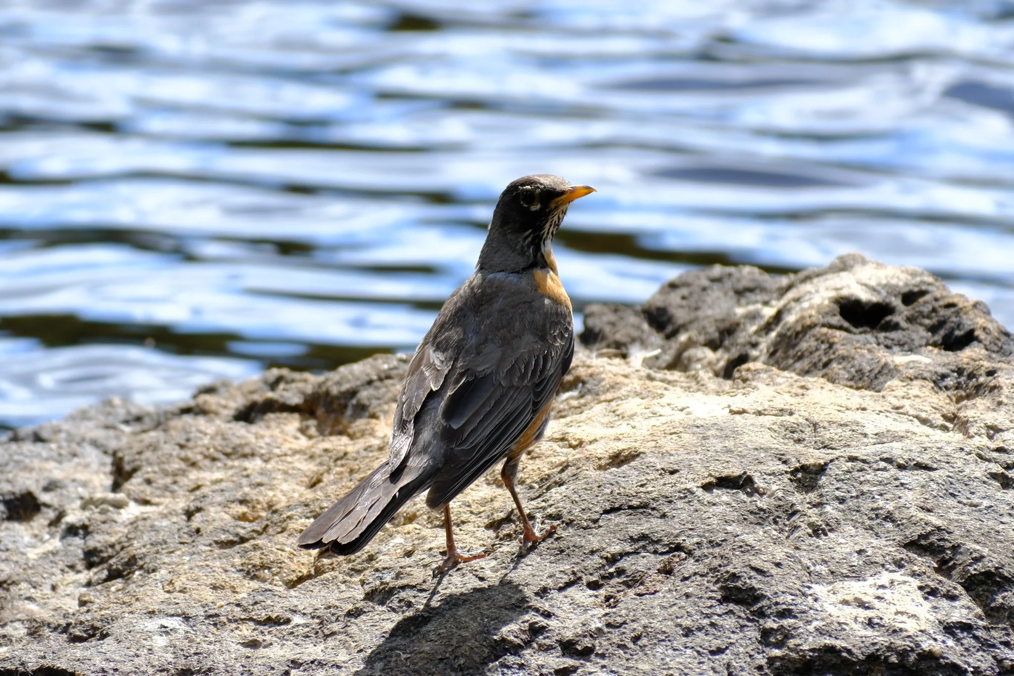 DSCF9921.jpg