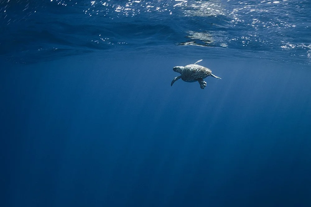 Rencontres embl&eacute;matiques du large, en bonne compagnie de @sanary_aventuremarine :
1- Les tortues marines peuplent les oc&eacute;ans de notre plan&egrave;te depuis plusieurs centaines de millions d&rsquo;ann&eacute;es. Des formes tr&egrave;s an