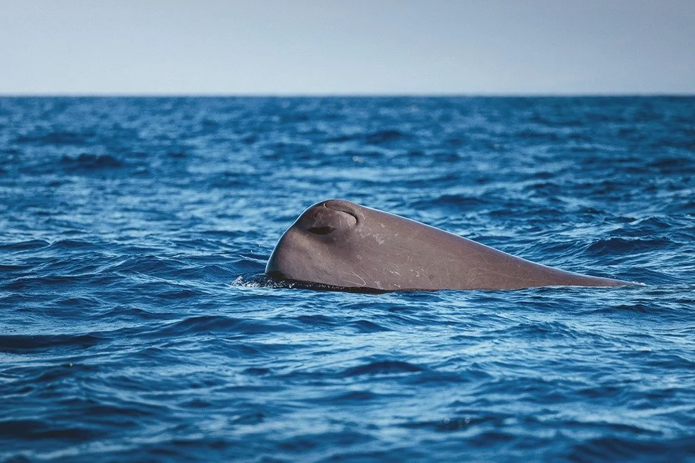 GRAND CACHALOT 🔱
.
Vivre des moments de rencontres inoubliables avec les copains @sanary_aventuremarine 
.
Le m&acirc;le peut atteindre plus de 20 m de long, ce qui fait de l'esp&egrave;ce le plus grand carnassier au monde. 
&Agrave; elle seule, la 