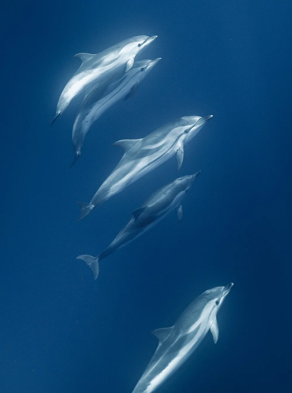 R&Ecirc;VE D'EAU 🔱
.
"A quoi r&ecirc;ve l'eau dormante?"
Aphorismes sous la lune et autres pens&eacute;es sauvages - Sylvain Tesson.
.
#portrait_ig #aqua #nature_lovers #dolphins #underwater #entrepreneur #designlife #contemplation #artcol