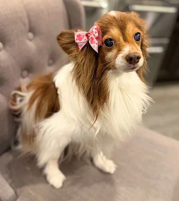 Pom Valentine Bow.jpg