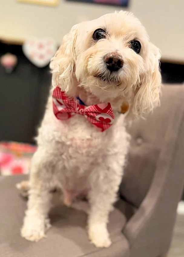 Poodle Val Bowtie.jpg