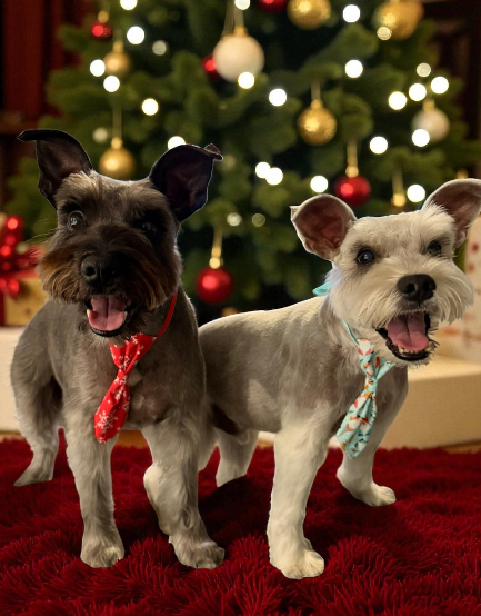 Schnauzers.png (Copy)