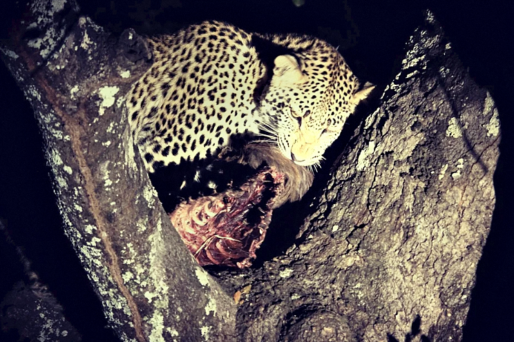leopard.png
