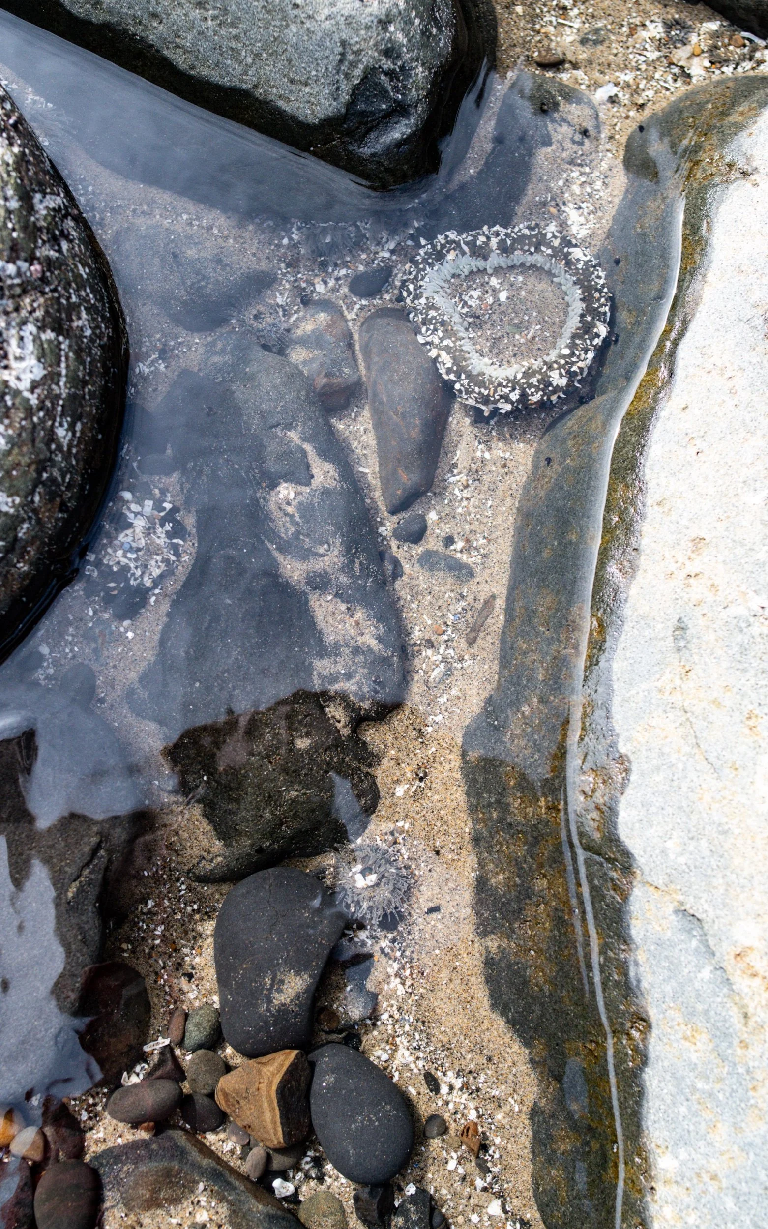 Tide pool