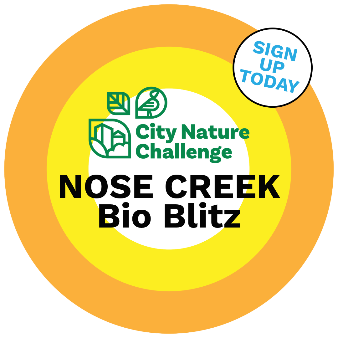 City Nature Challenge