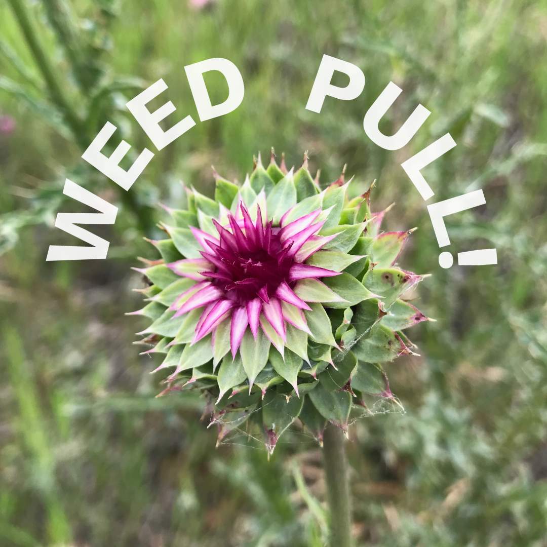 Weed Pull