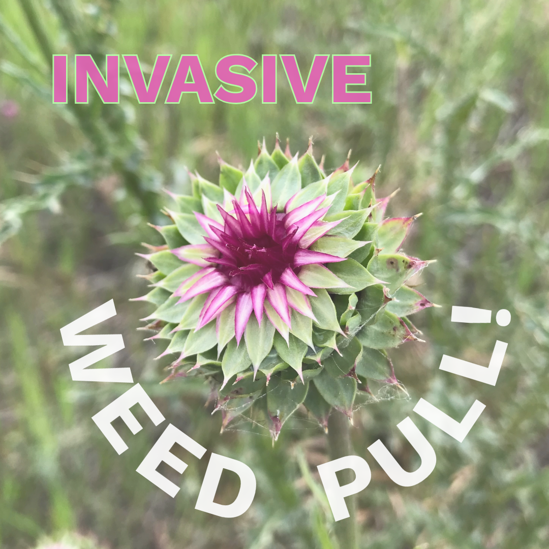 First Invasive Weed Pull