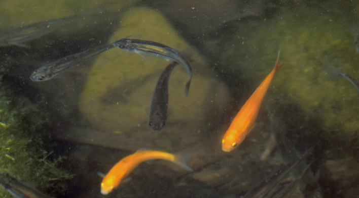 Invasive Fish: Rosy Red Minnows