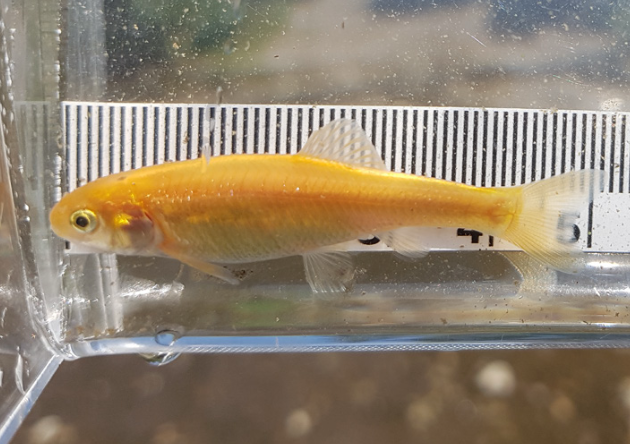 Rosy Red Minnow fish measured at 5 centimetres.