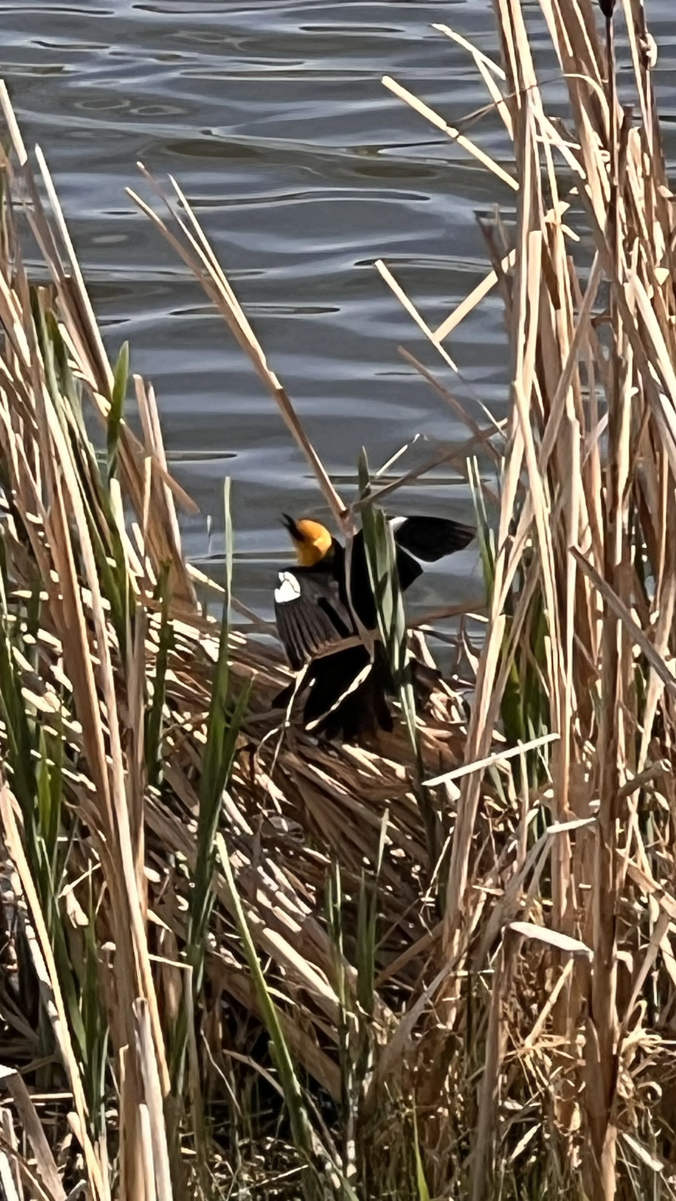 IMG_7010.jpeg