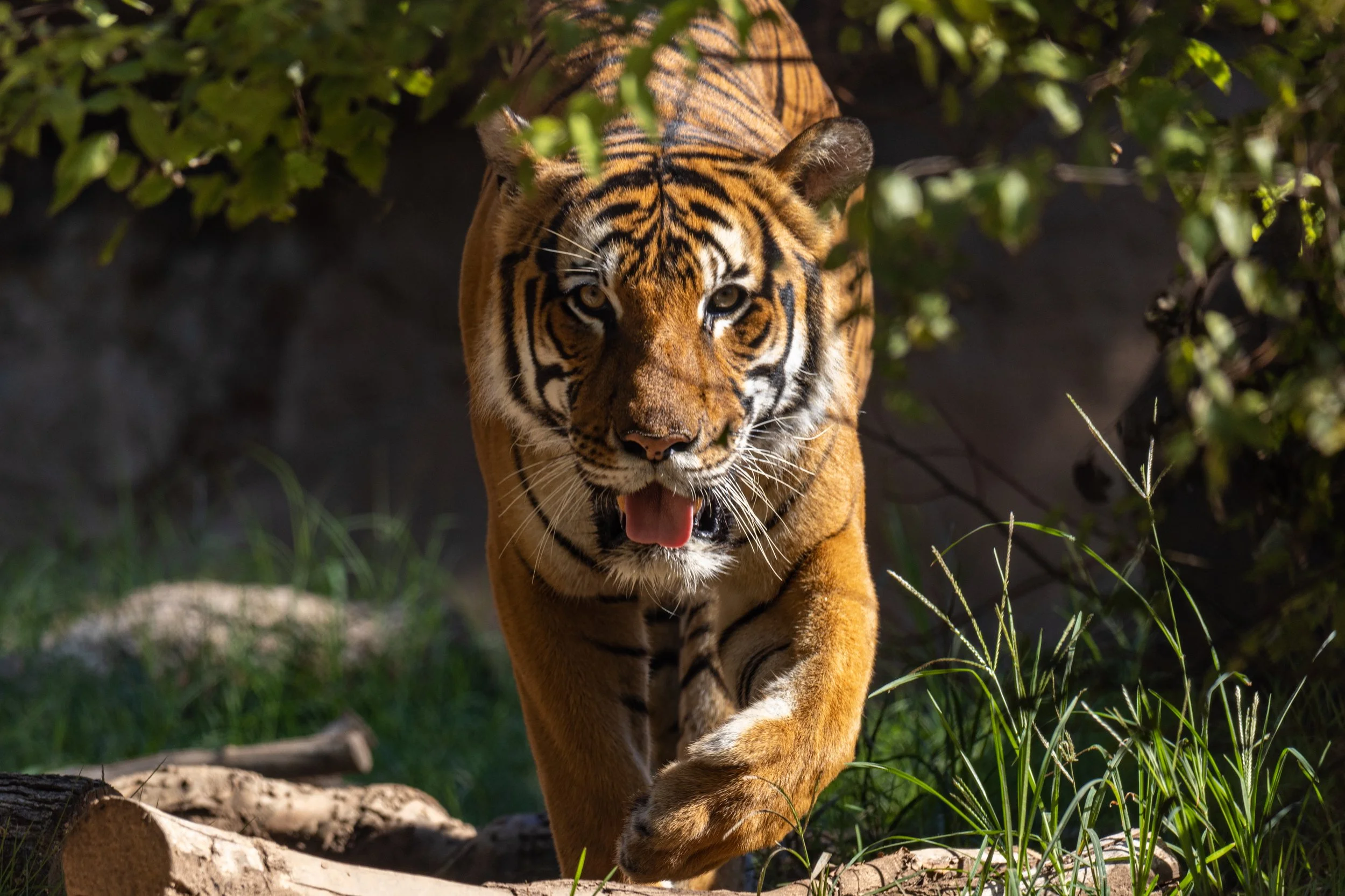 August 27, 2022. Malayan Tiger. Little Rock Zoo