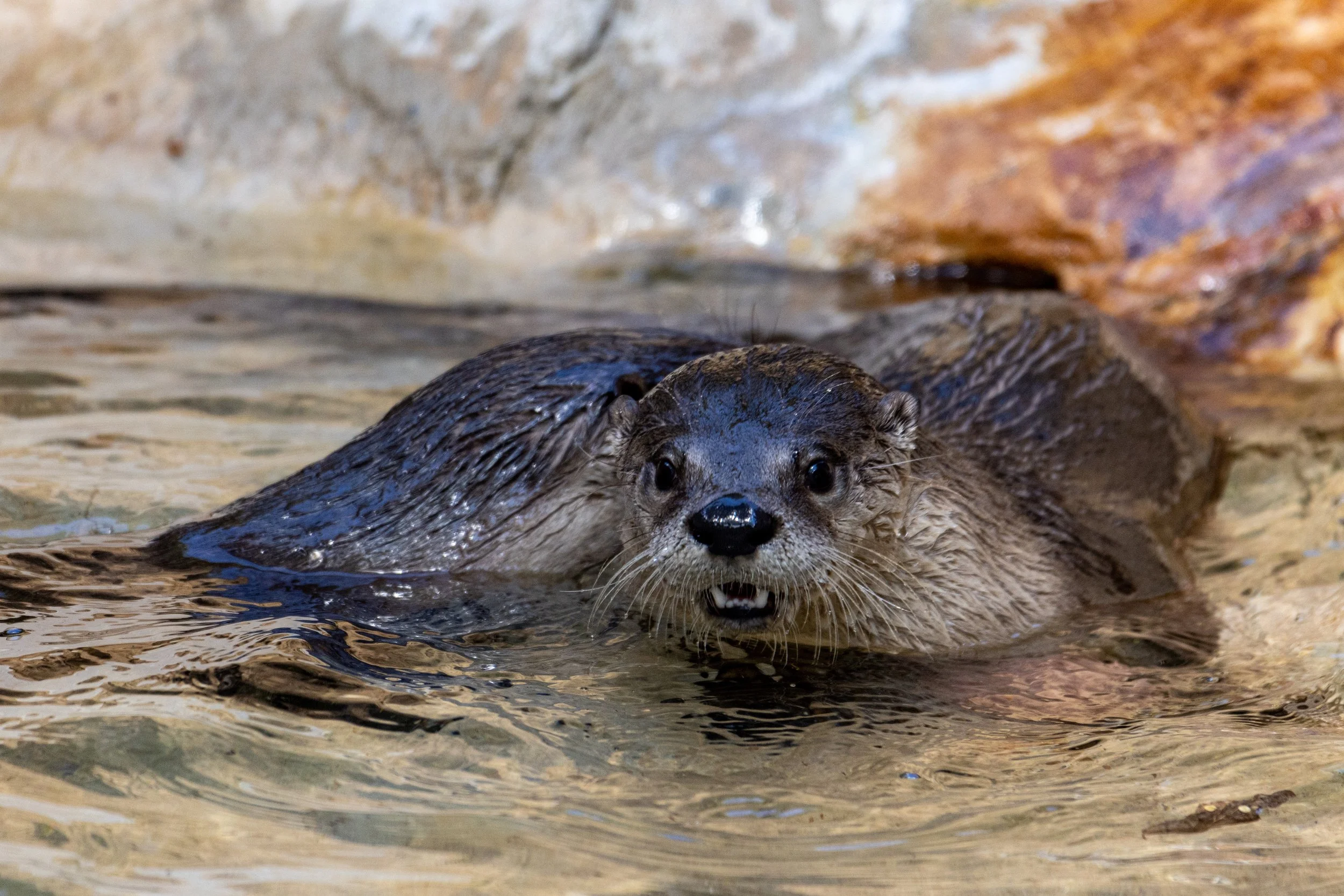 August 27, 2022. North American River Otter. Little Rock Zoo