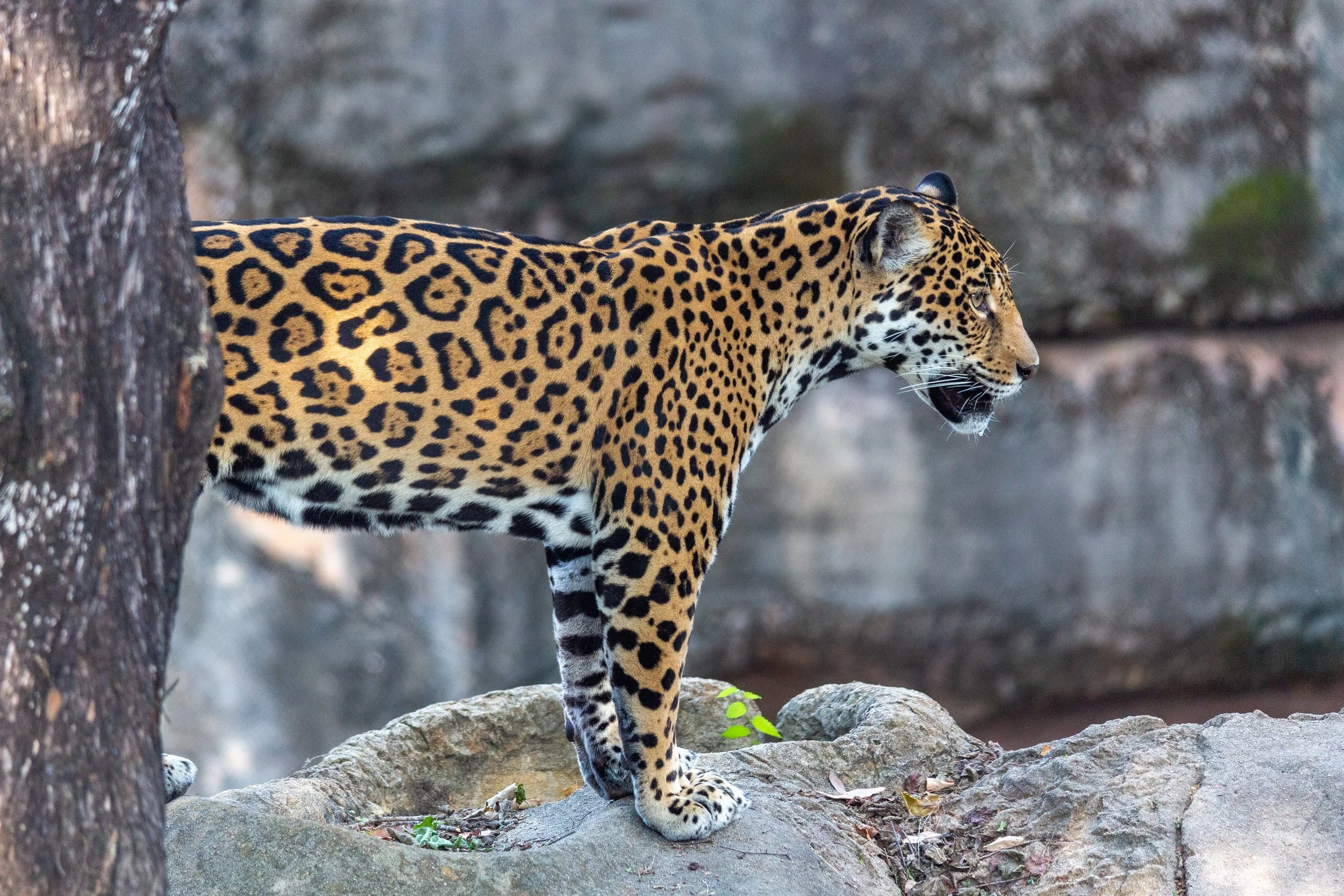 June 15, 2022. Jaguar. Little Rock Zoo