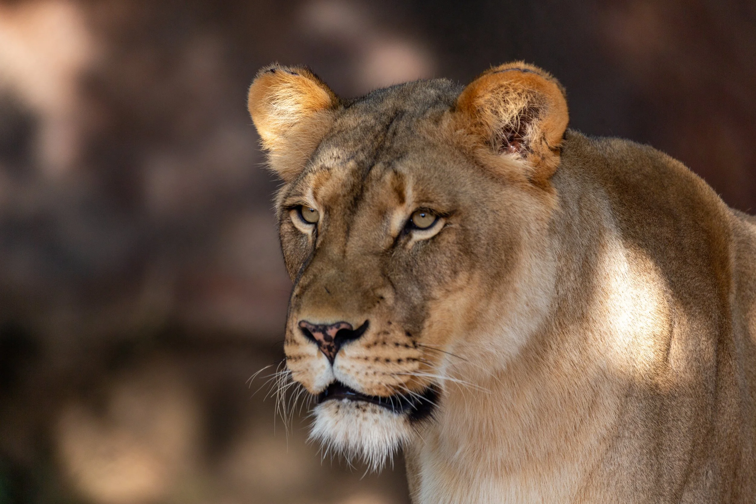 June 15, 2022. African Lion. Little Rock Zoo