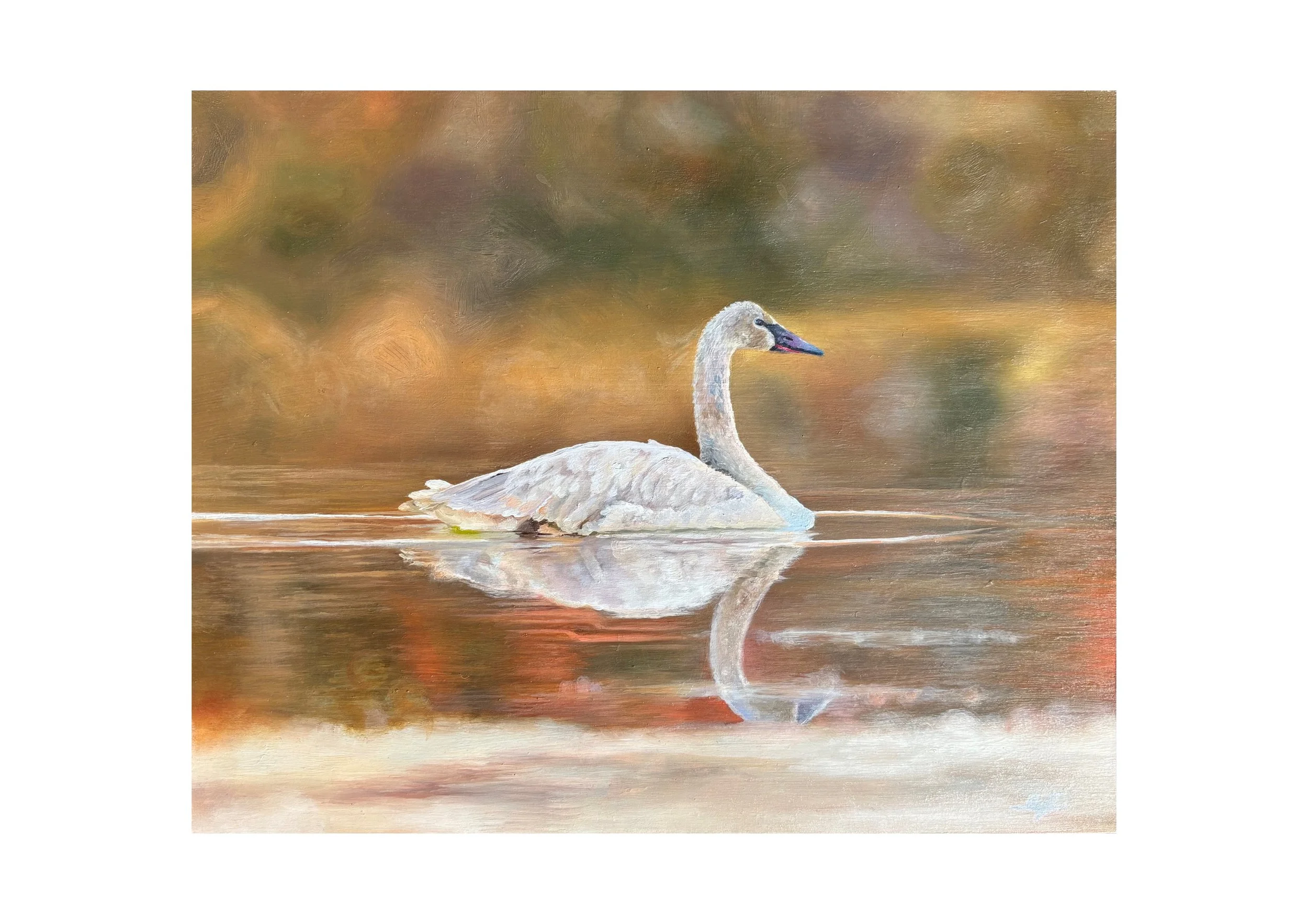 A5_art_with_A4_mount swan .jpg