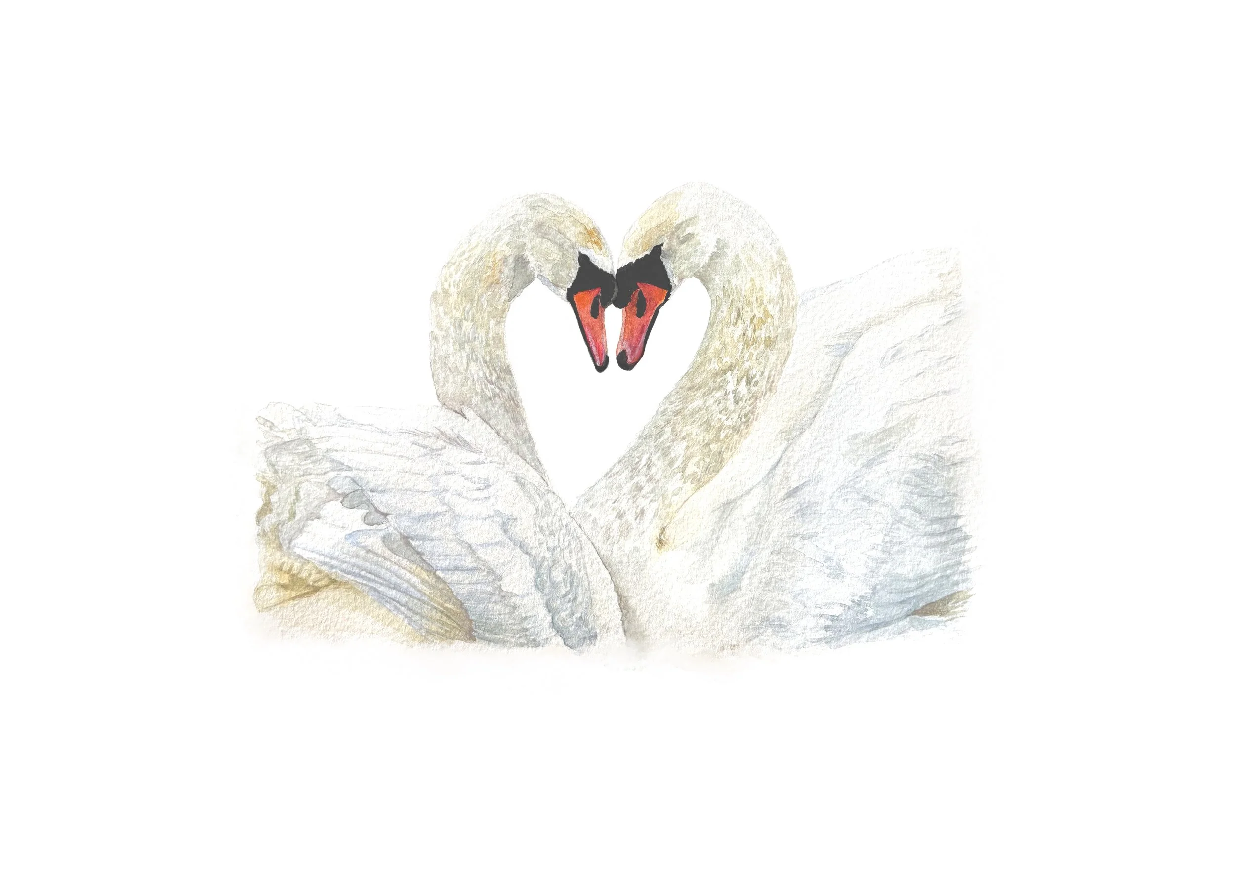 A3_mount_-_A4_art_Swan 3.jpg