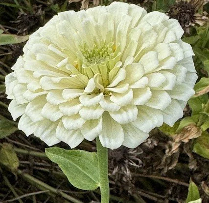 White6.jpg