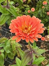 coral4.jpg