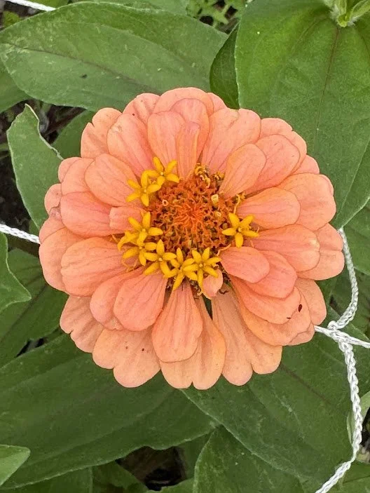 coral5.jpg
