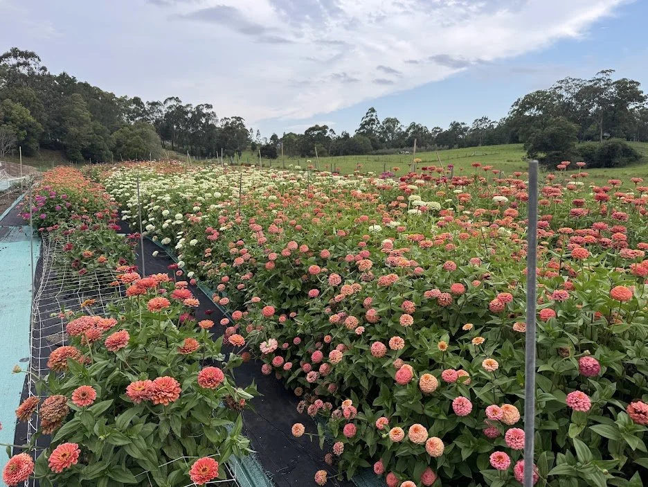 Flowers4.jpg