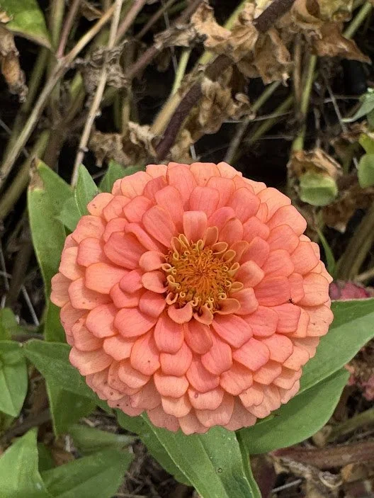 coral3.jpg