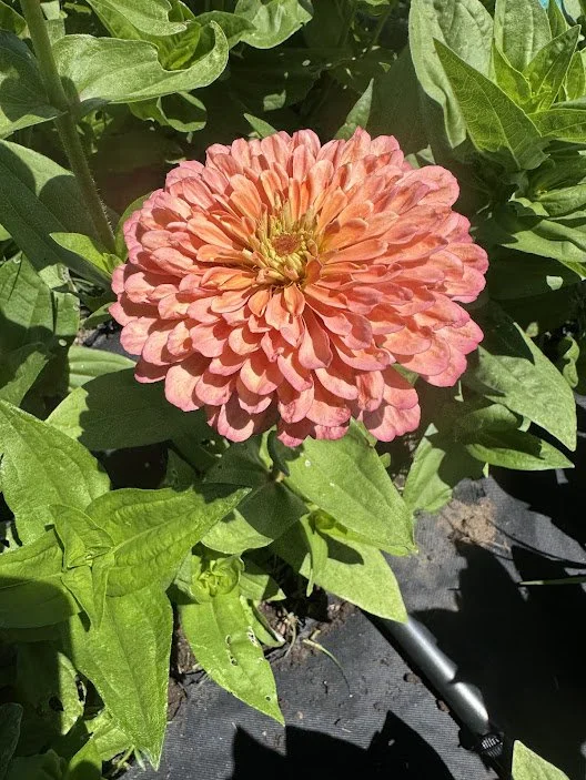 coral8.jpg