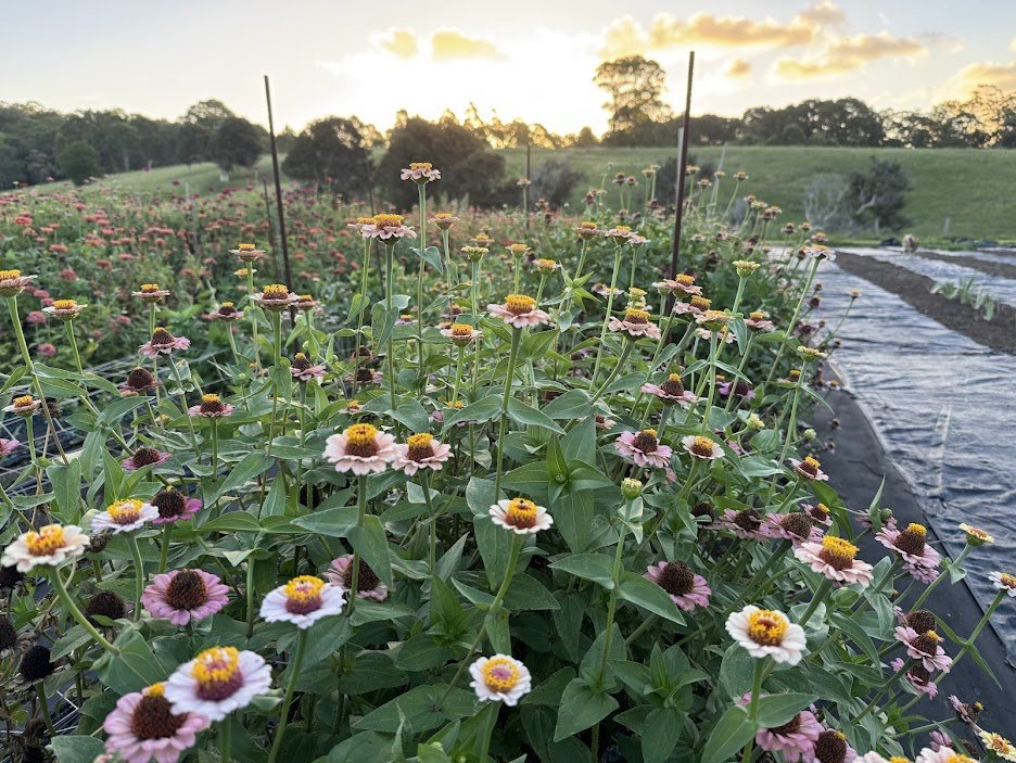 Farm8.jpg