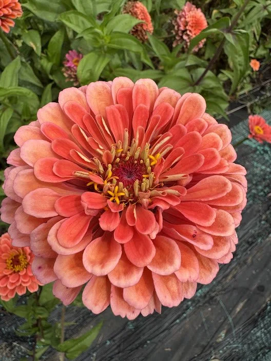 coral6.jpg