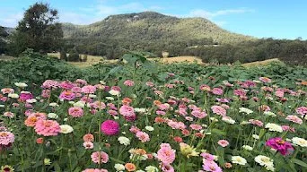 farm4.jpg