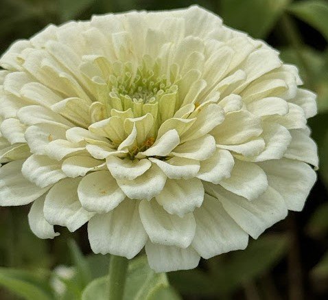 White5.jpg