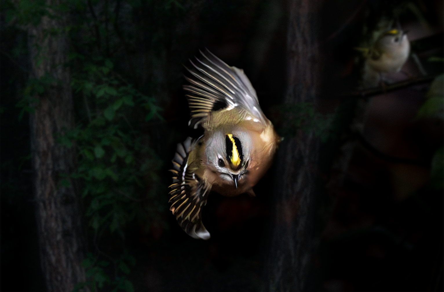 A goldcrest in flight