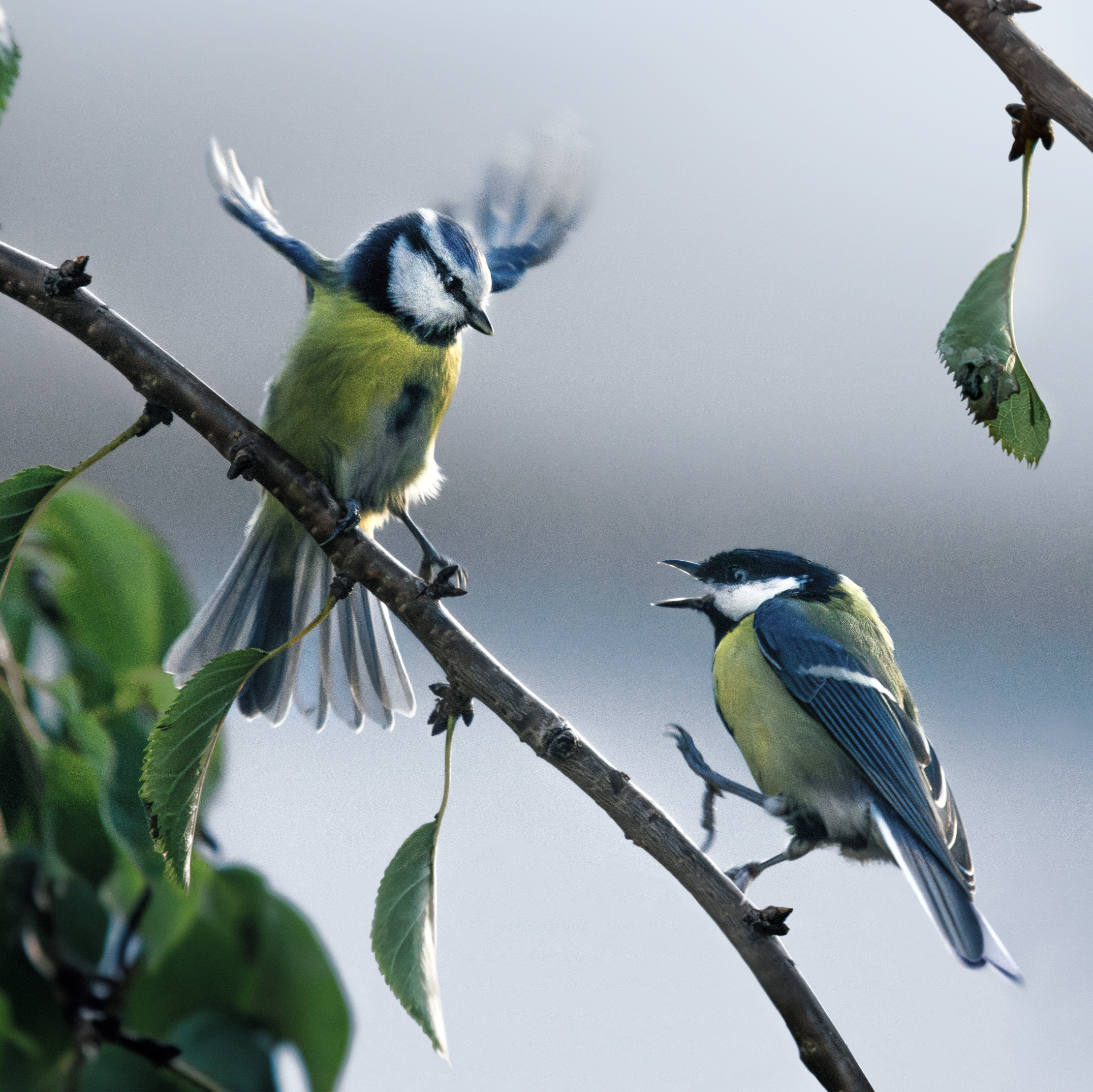 A blue tit and a great tit fight over who gets space on a tree branch