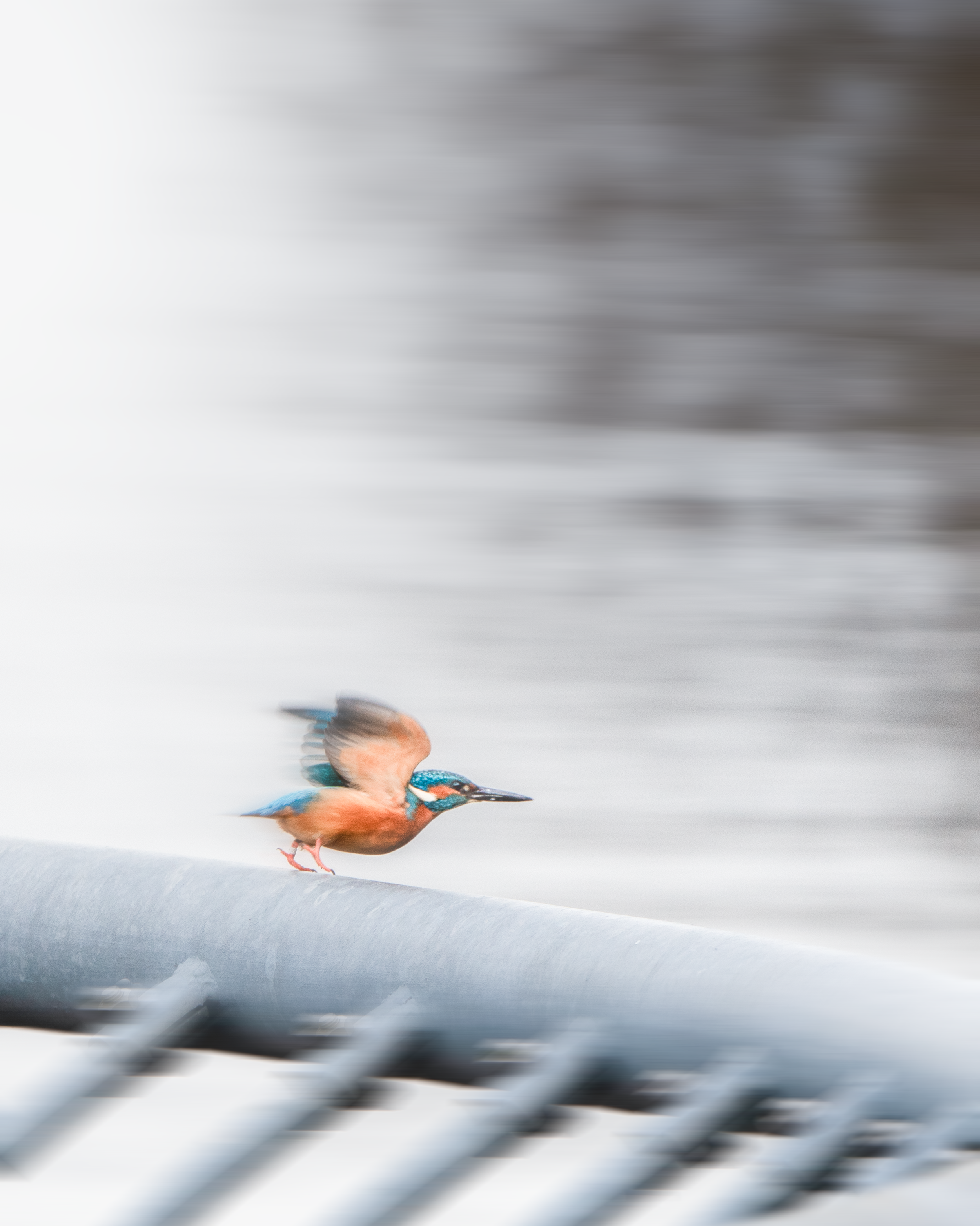 A kingfisher sits on a fence next to a lake