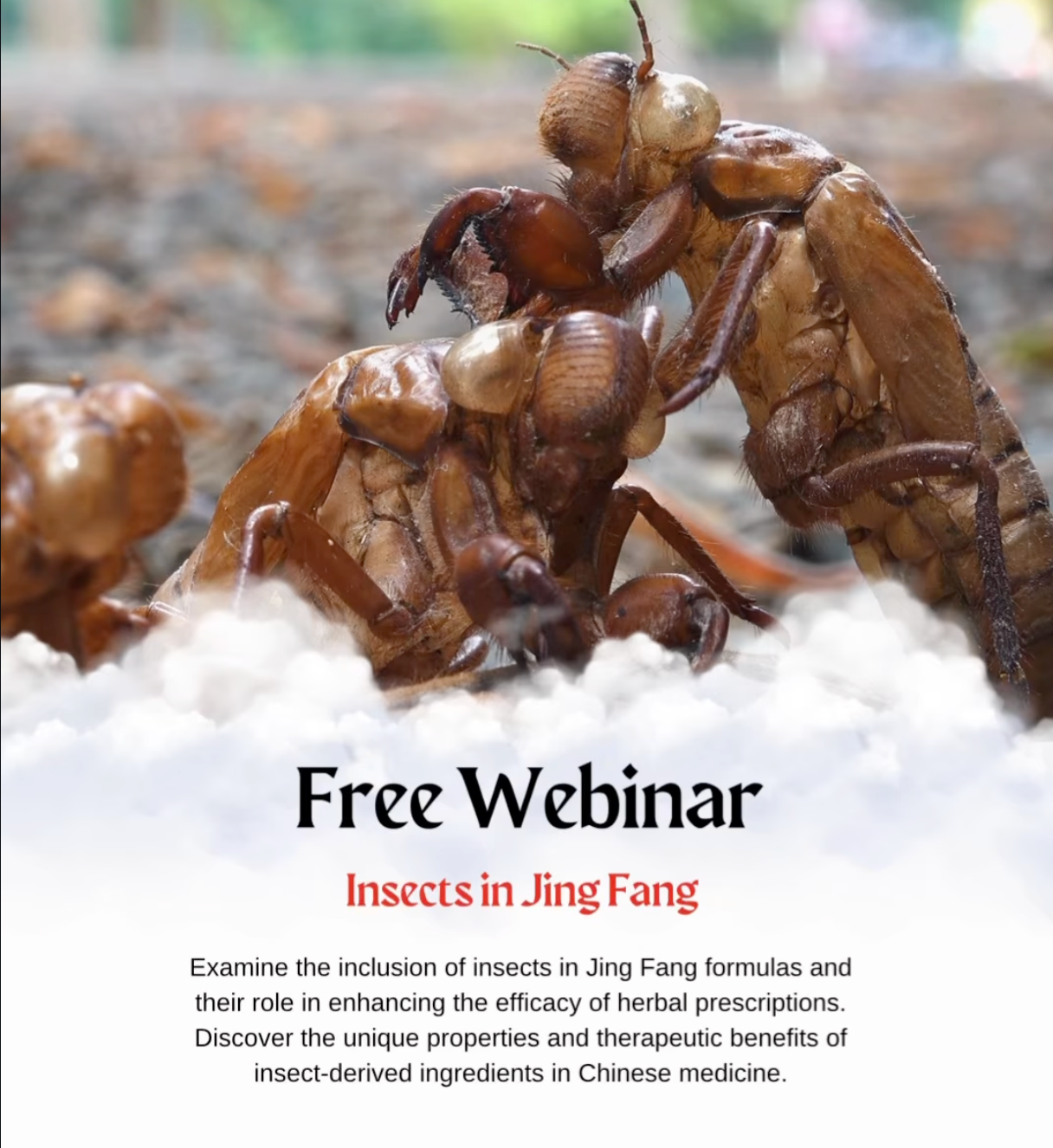 Jing Fang Free webinar