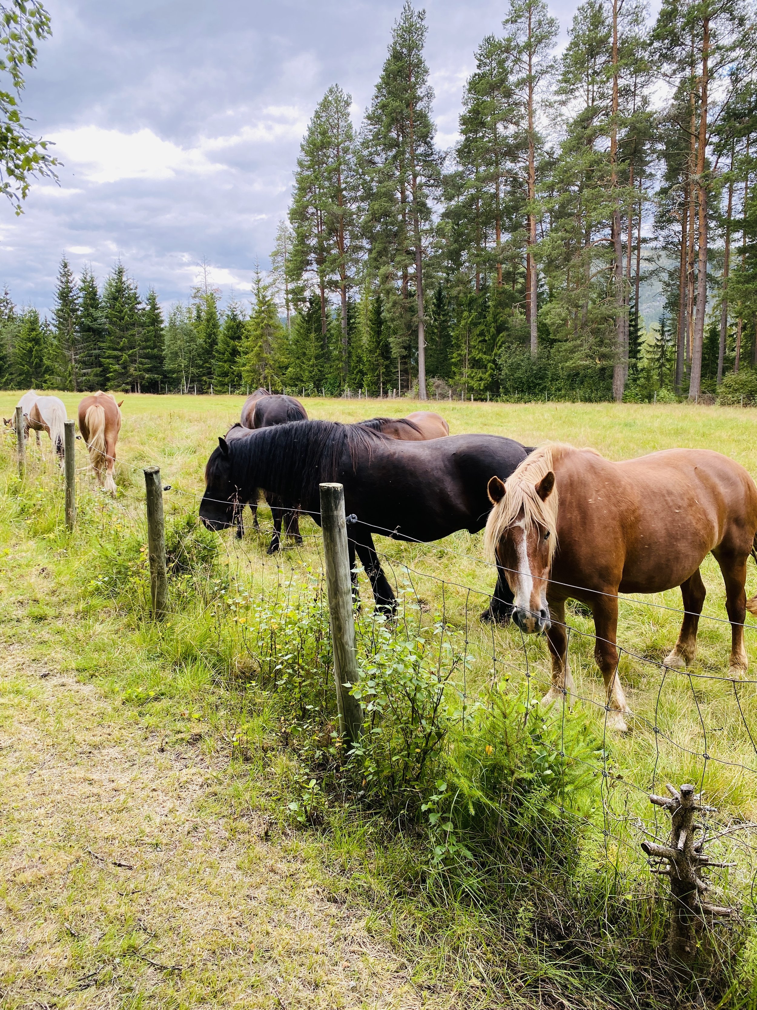 Om bærekraftig kommunikasjon!