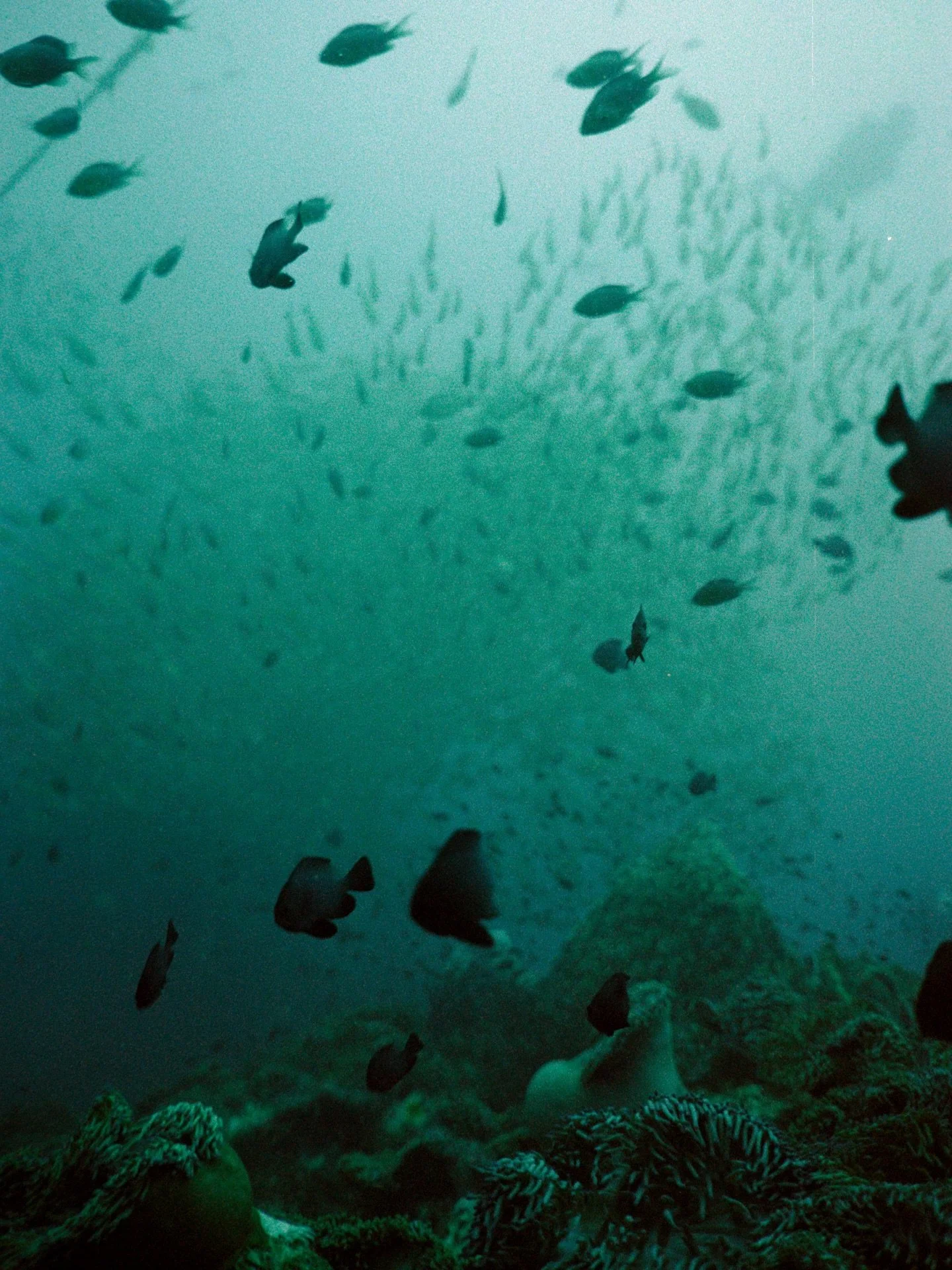 Suspended in water,
drifting where the light leads,
letting it pull me, soften me, blur me into something quieter.

(and let&rsquo;s pretend the motion blur was created on purpose 😇)

#nikonosV
#kodakportra400 #madewithkodak 
@camerastore_zurich 
@l