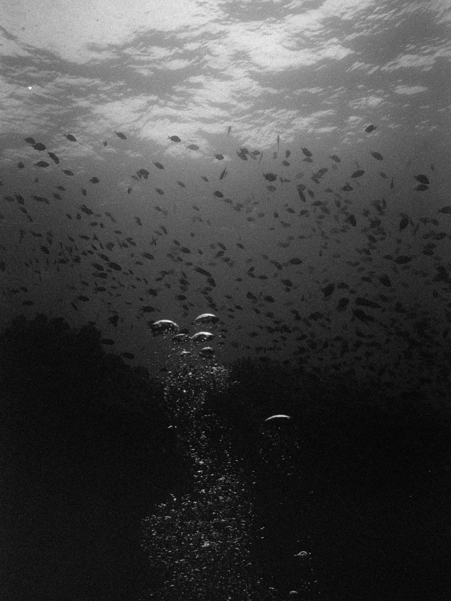 I&rsquo;m a diver now 🐠 

#nikonosv #analog #underwater 

🧜&zwj;♀️ Thank you @labombonadiving for the best place to learn ever 🫶🏻
📷 Thank you @matteo.analog for the best scans ever too ✨