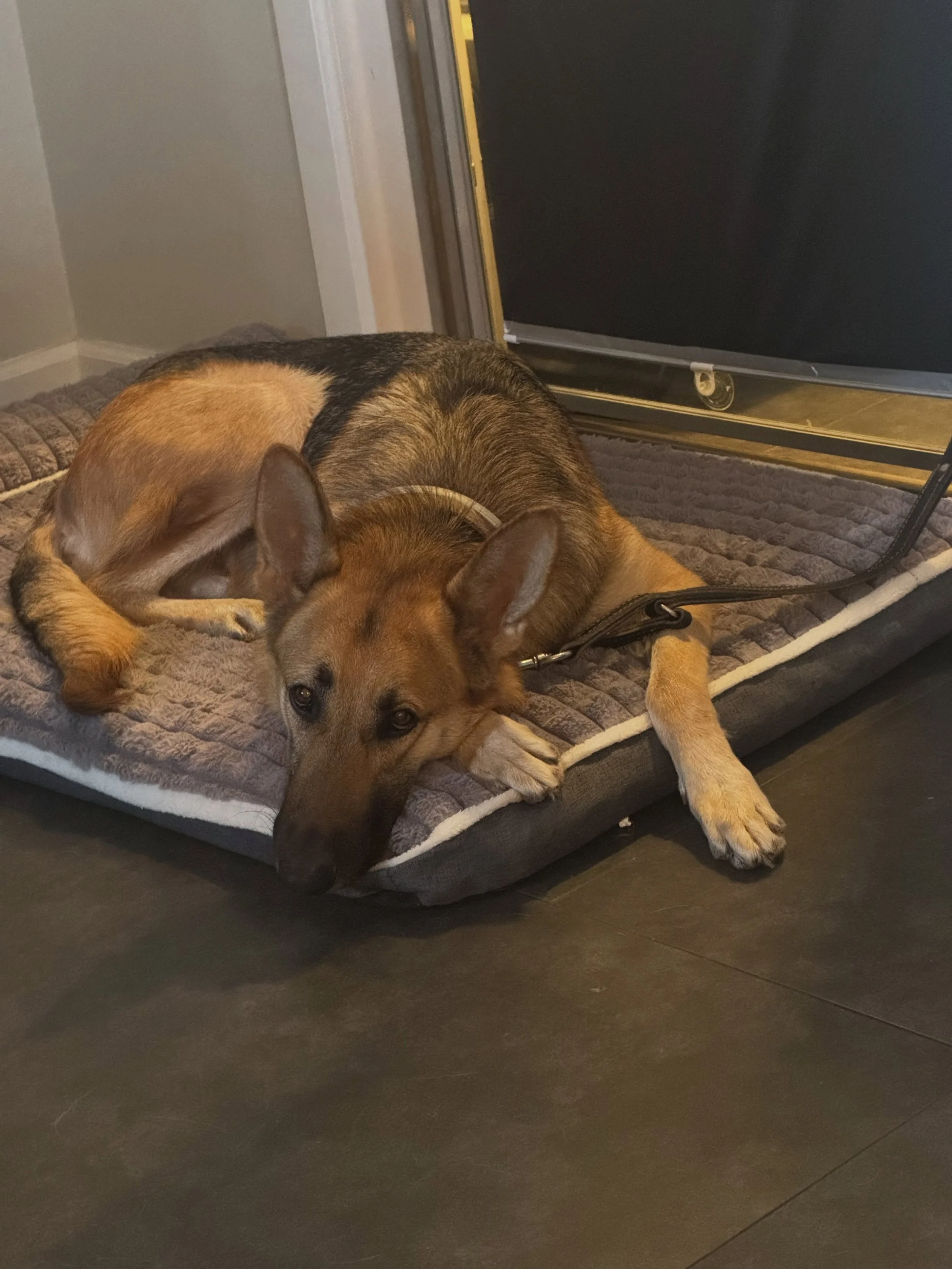 Luinor is doing some early morning pillow/place work&hellip;❤️❤️ #dogboarding #dogtraining #dogsofinstagram
