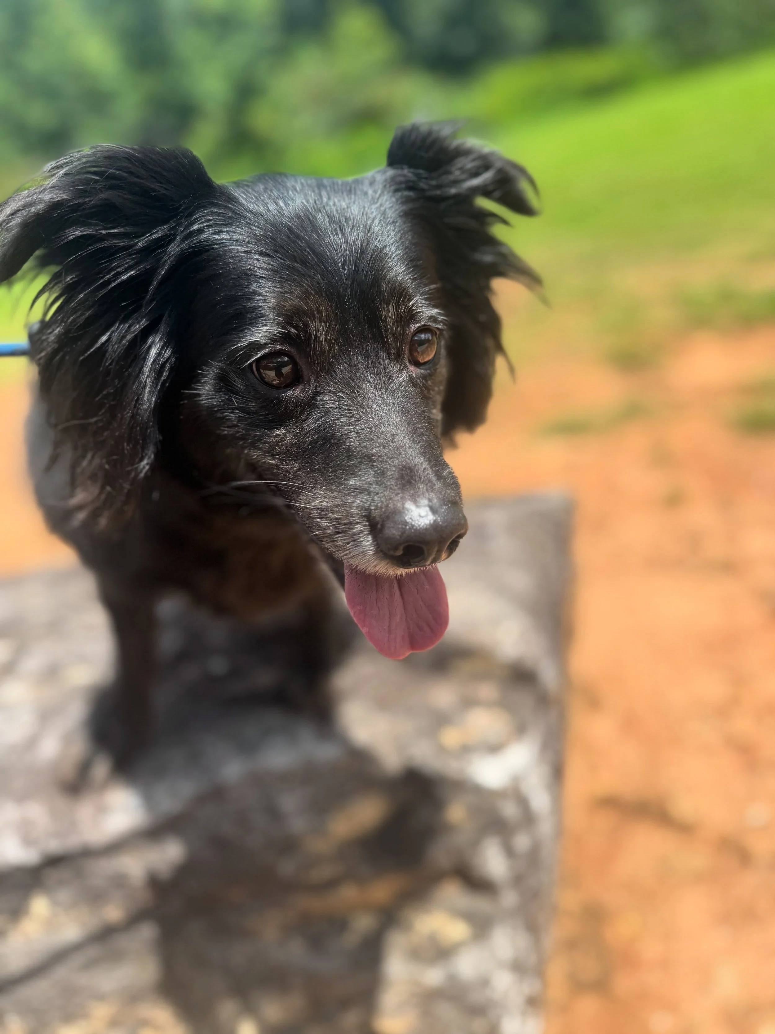 Clint has settled in and is enjoying his new adventures&hellip;and he loves taking his breaks after a good walk and training session 😂🥰 #dogboarding #dogtraining #dogsofinstagram
