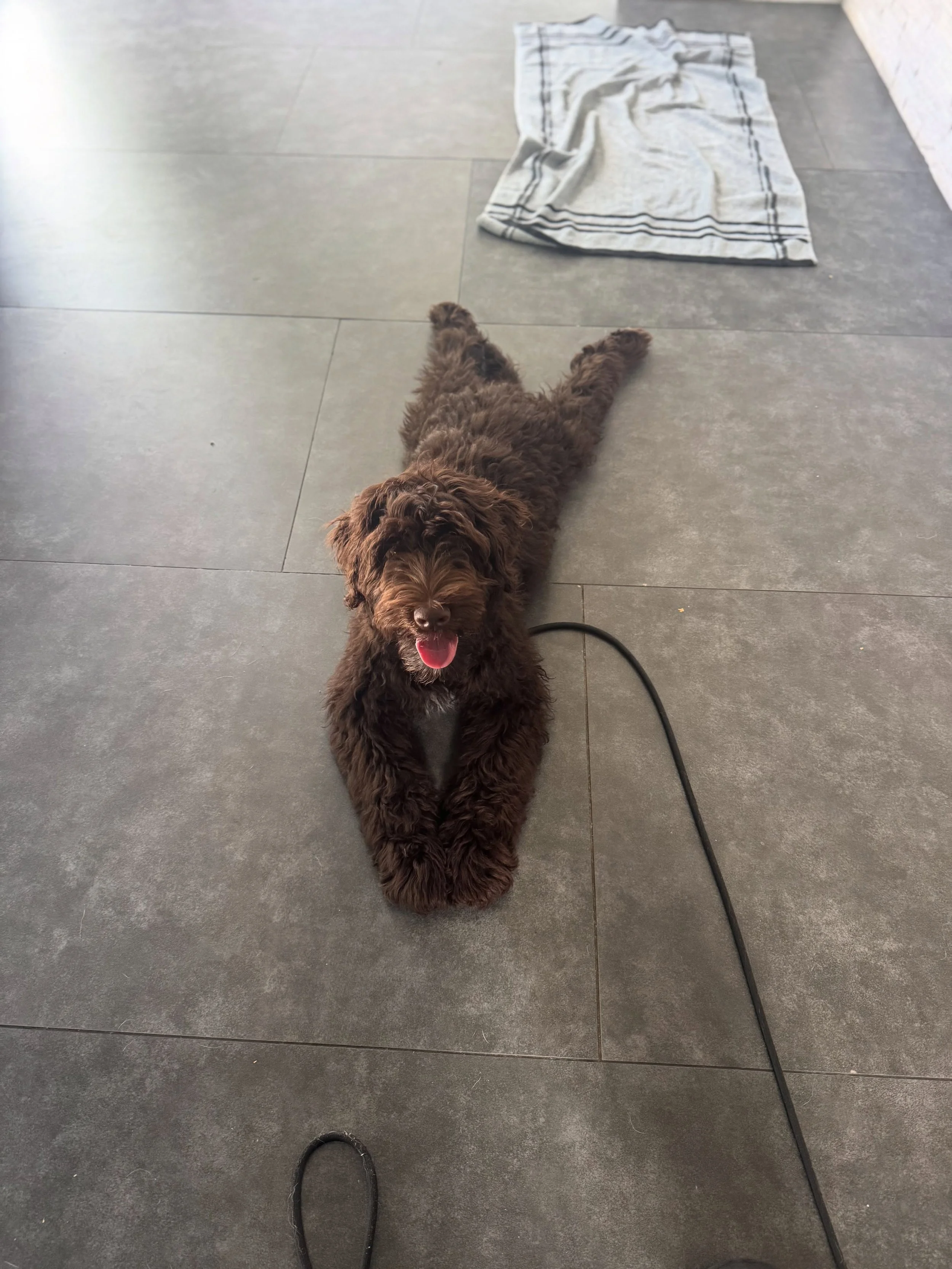 Charley successfully finished his first day today and he was the cutest little student &hellip;suffice it to say he loves daycare 🥰🥰 #dogboarding #dogtraining #dogsofinstagram