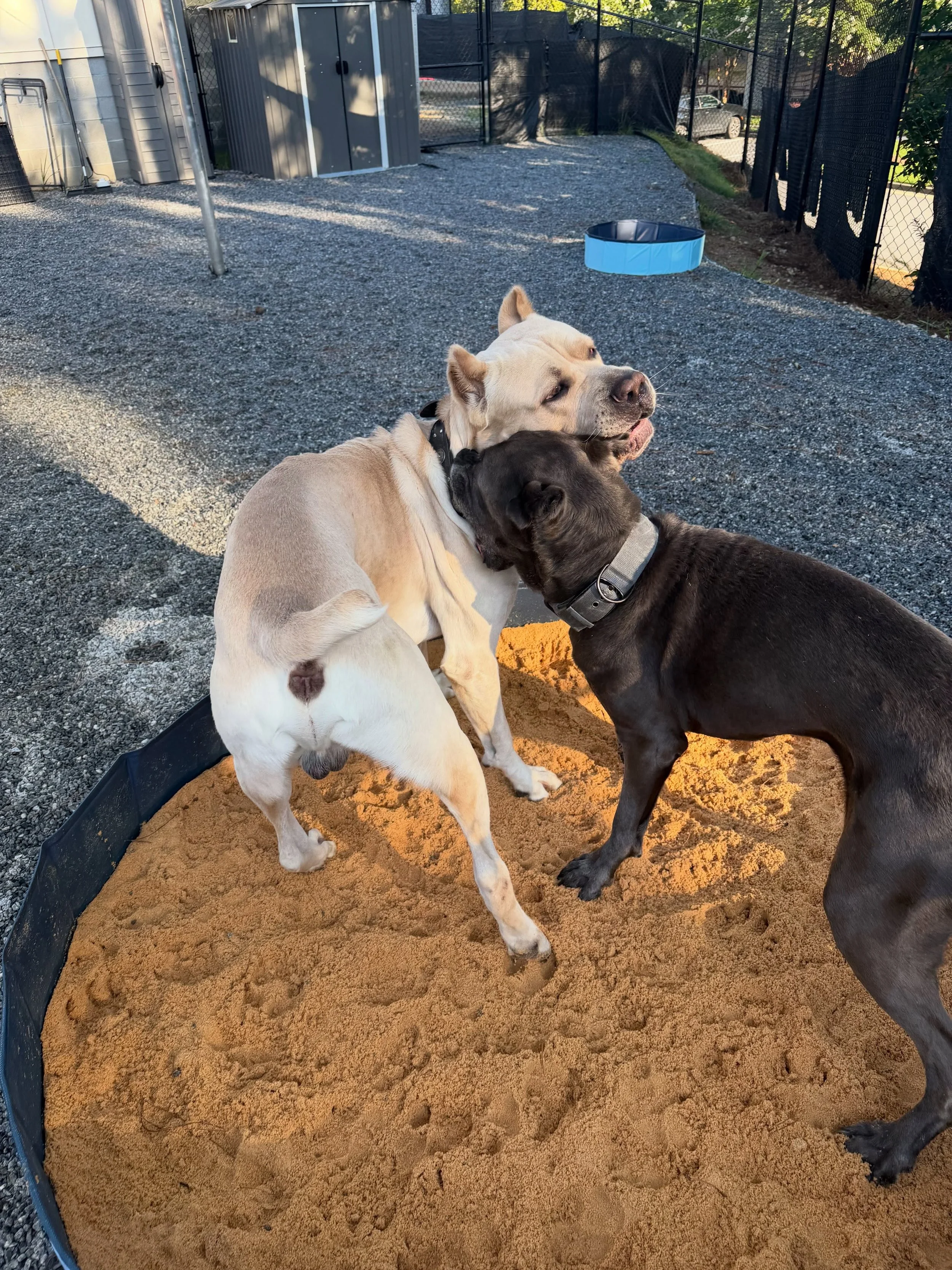 Playtime for Denim and Bishop is never boring 😂😂 #dogboarding #dogtraining #dogsofinstagram