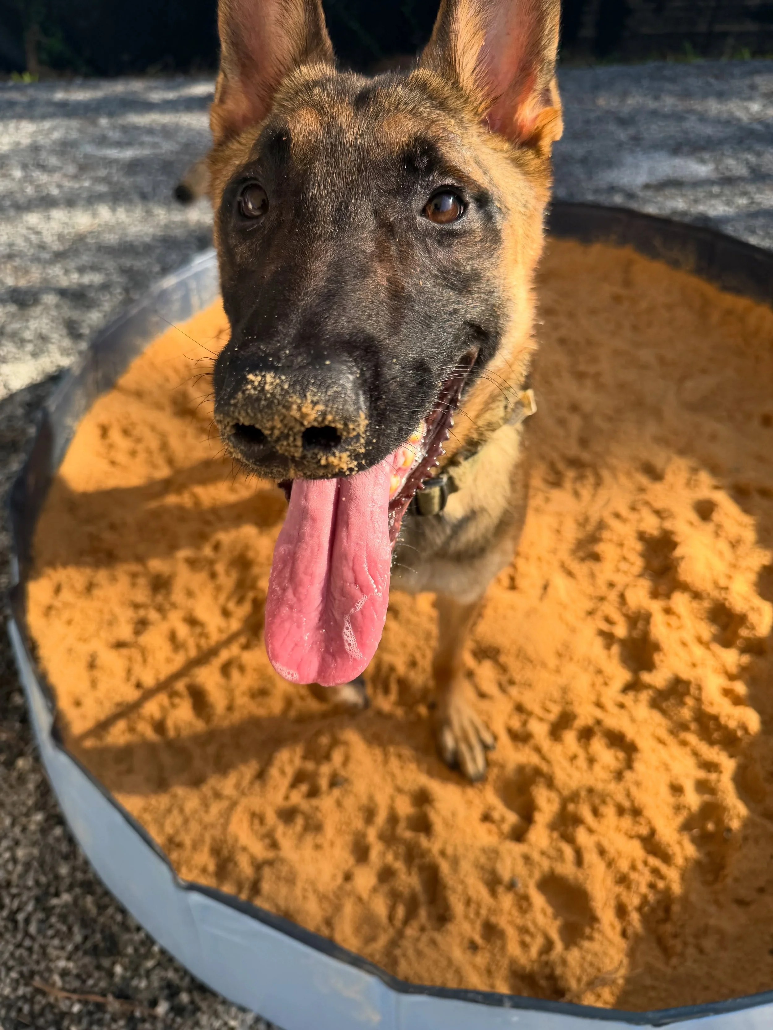 Jax had some fun in the sand today 🥰🥰 #dogboarding #dogtraining #dogsofinstagram