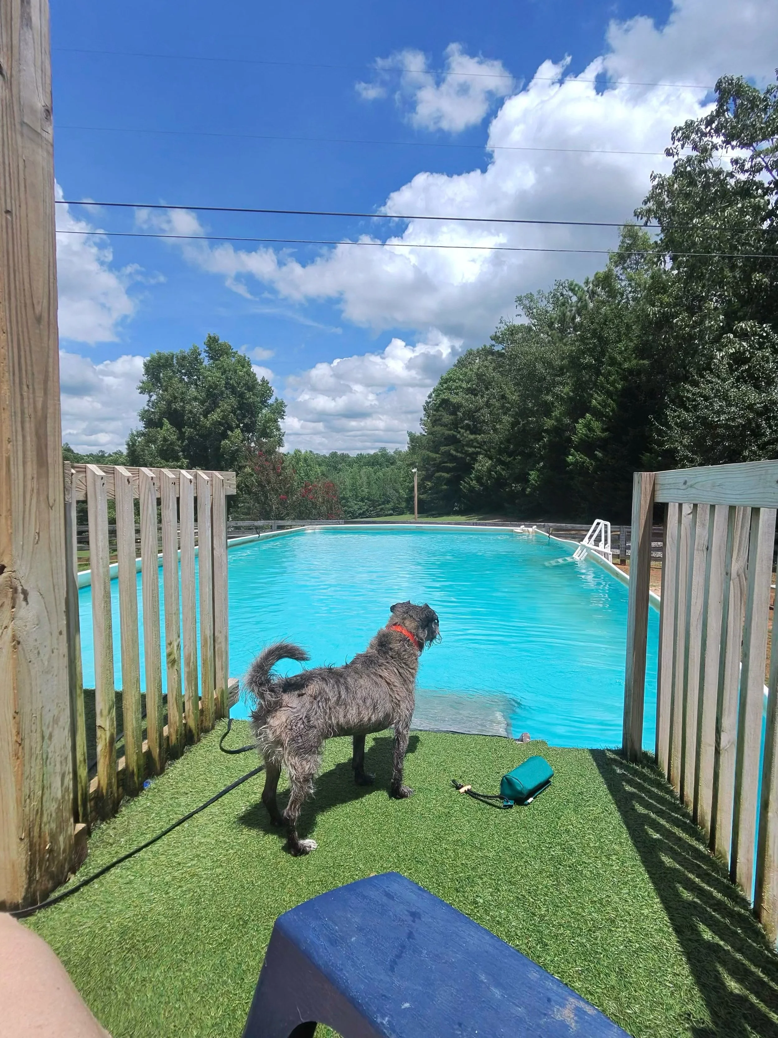 My little water rat 🥰🥰 - he&rsquo;s starting to really enjoy it but jumping is a no go so far&hellip; #dogboarding #dogtraining #dogsofinstagram #dogswimming