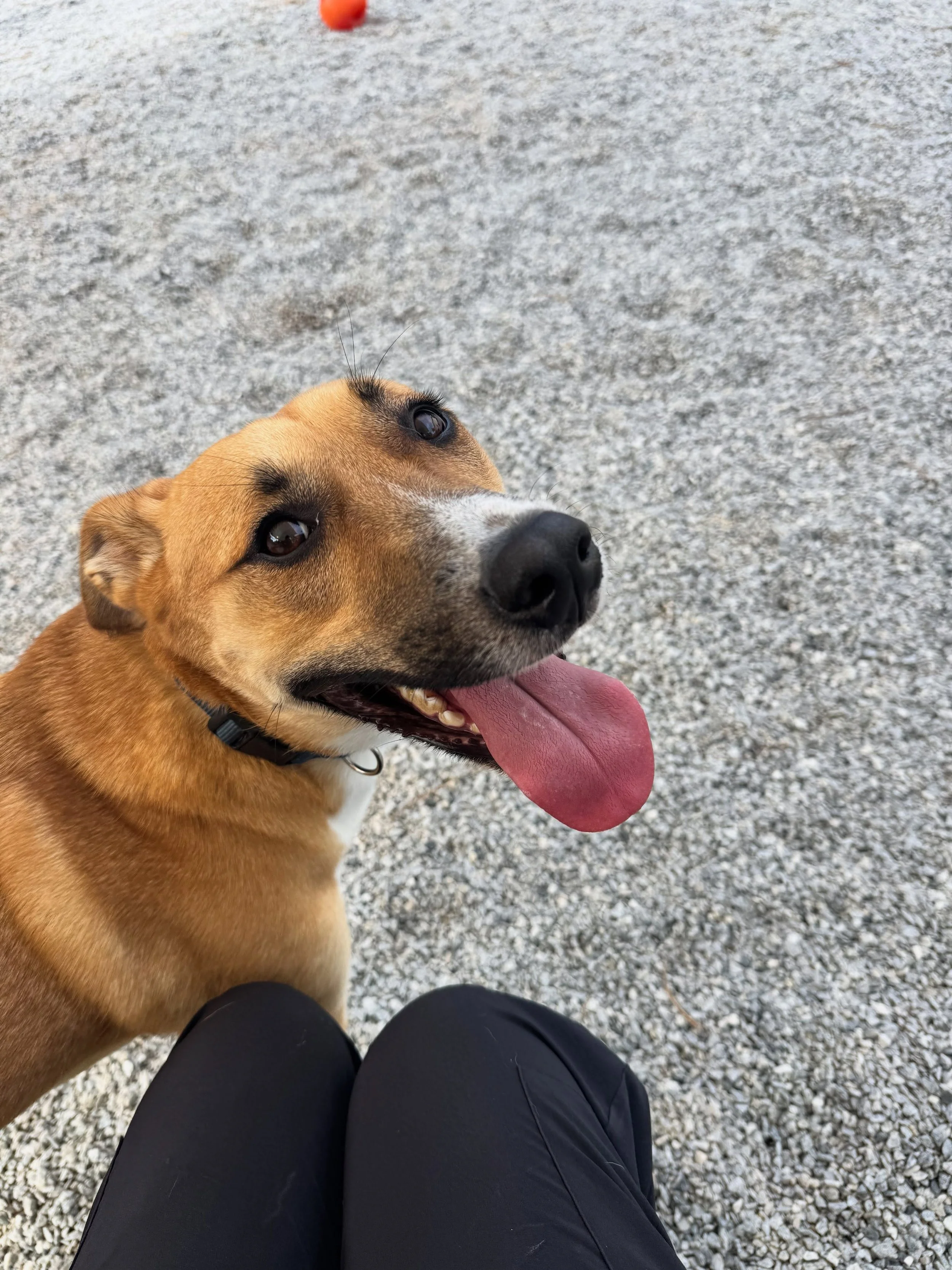 Arlo is back for a visit and demanding cuddle time 🥰🥰😂 #dogboarding #dogtraining #dogsofinstagram