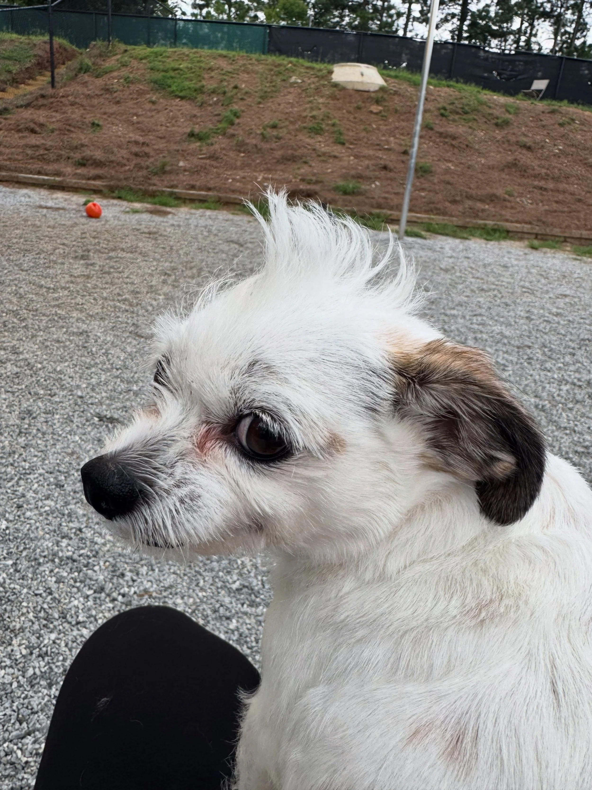 That little smile says it all ❤️❤️🥰🥰 #dogboarding #dogtraining #dogsofinstagram