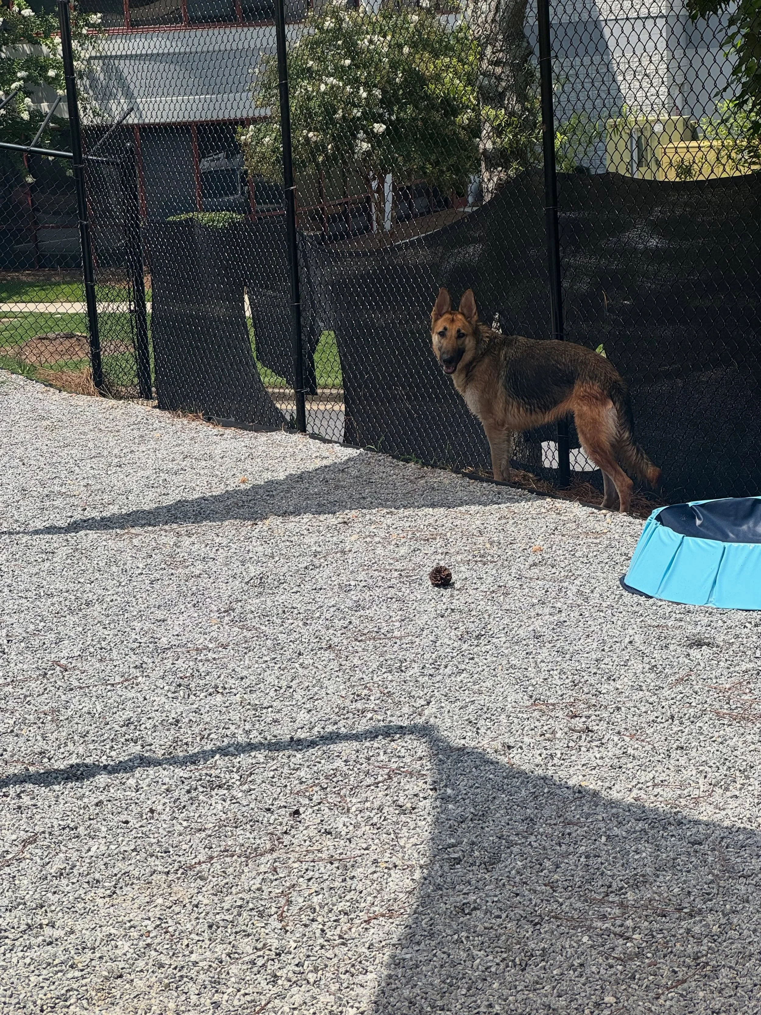 Today is Luinor&lsquo;s last day with us so we did lots of playtime today. We sure will miss this girl. ❤️❤️🥰🥰 #dogboarding #dogtraining #dogsofinstagram